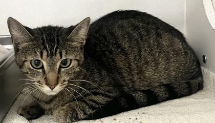 September (Pounce Cat Cafe), Adoptable, Adult Female Domestic Short Hair & Domestic Short Hair.