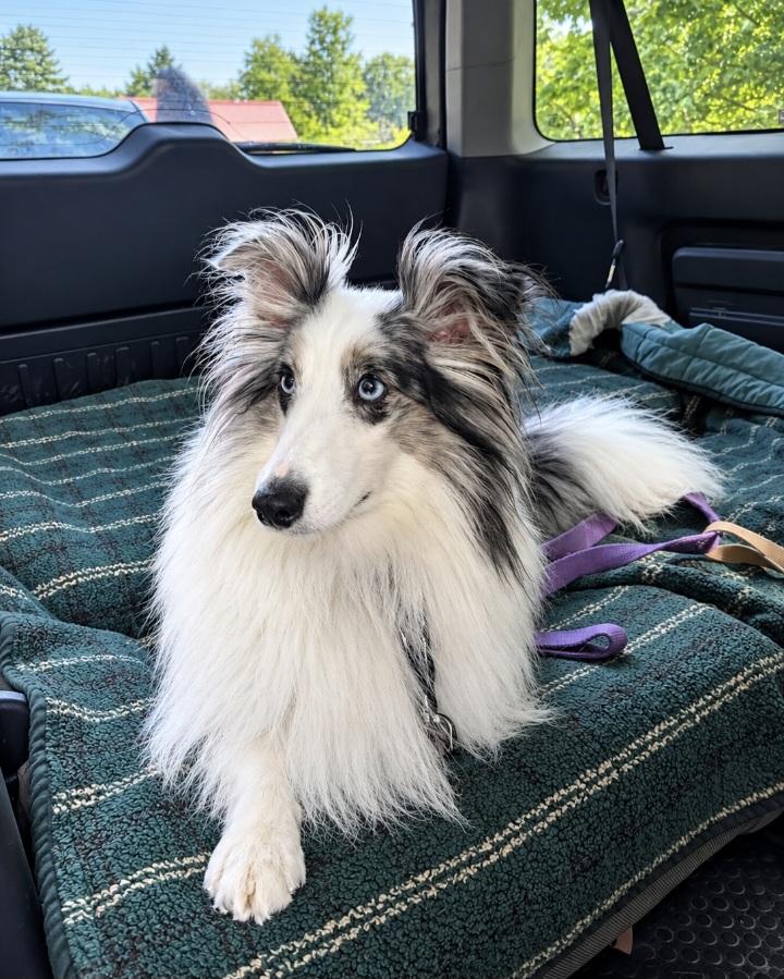 Enlarge Dash, a Adopted Shetland Sheepdog / Sheltie in Portland, ME image 2/4