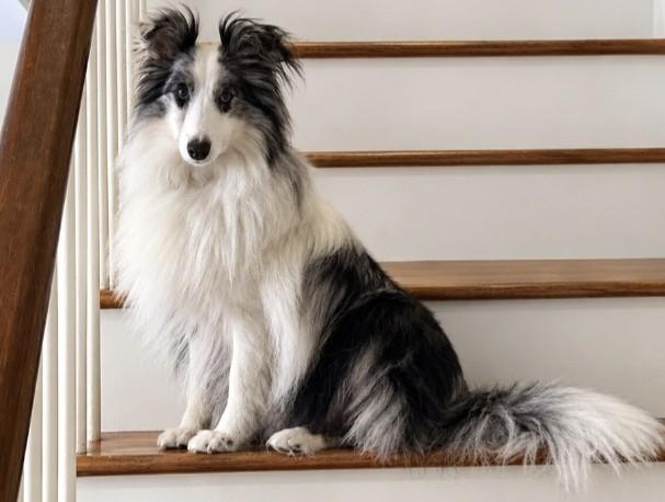 Enlarge Dash, a Adopted Shetland Sheepdog / Sheltie in Portland, ME image 4/4