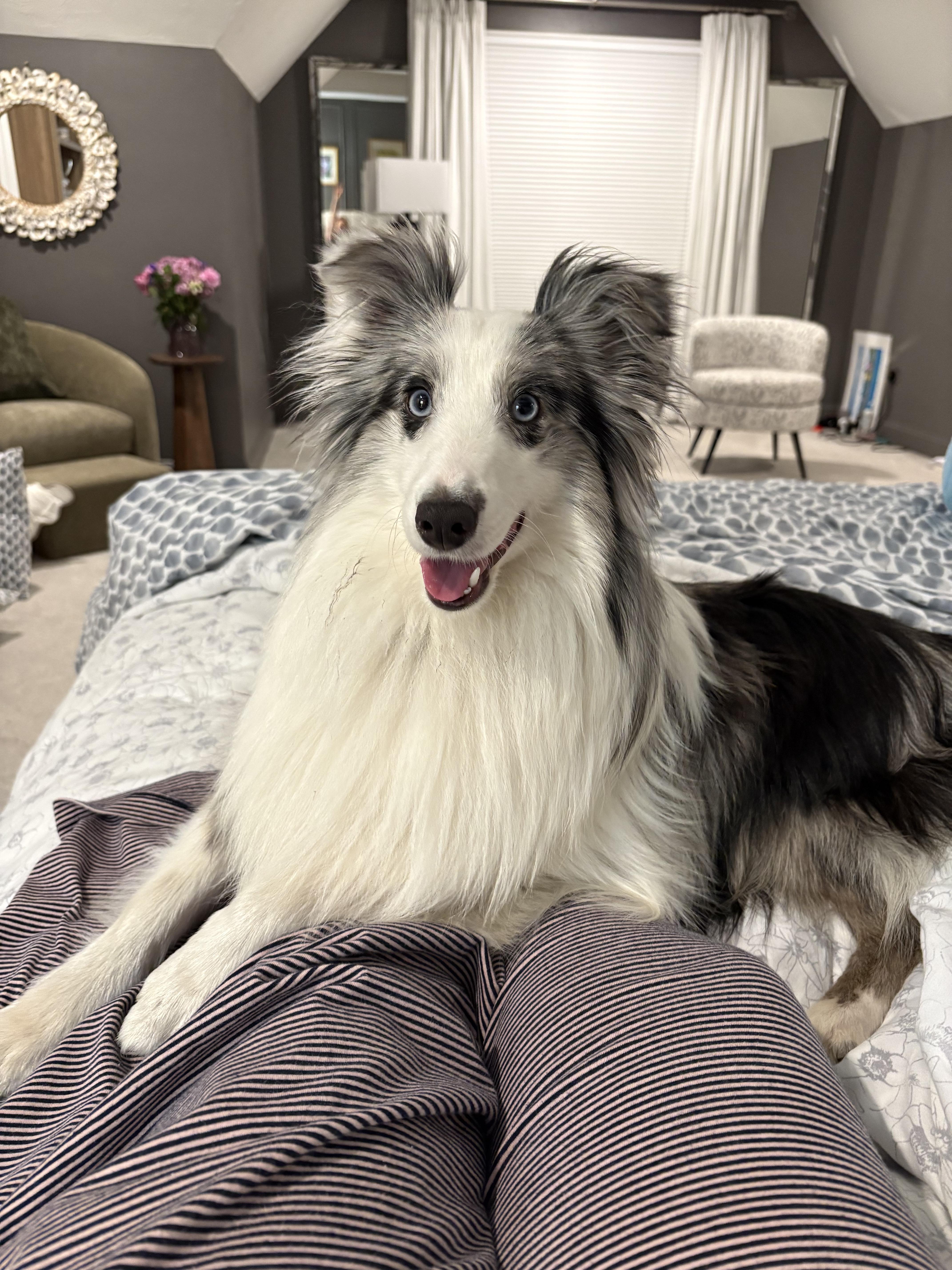 Enlarge Dash, a Adopted Shetland Sheepdog / Sheltie in Portland, ME image 1/4