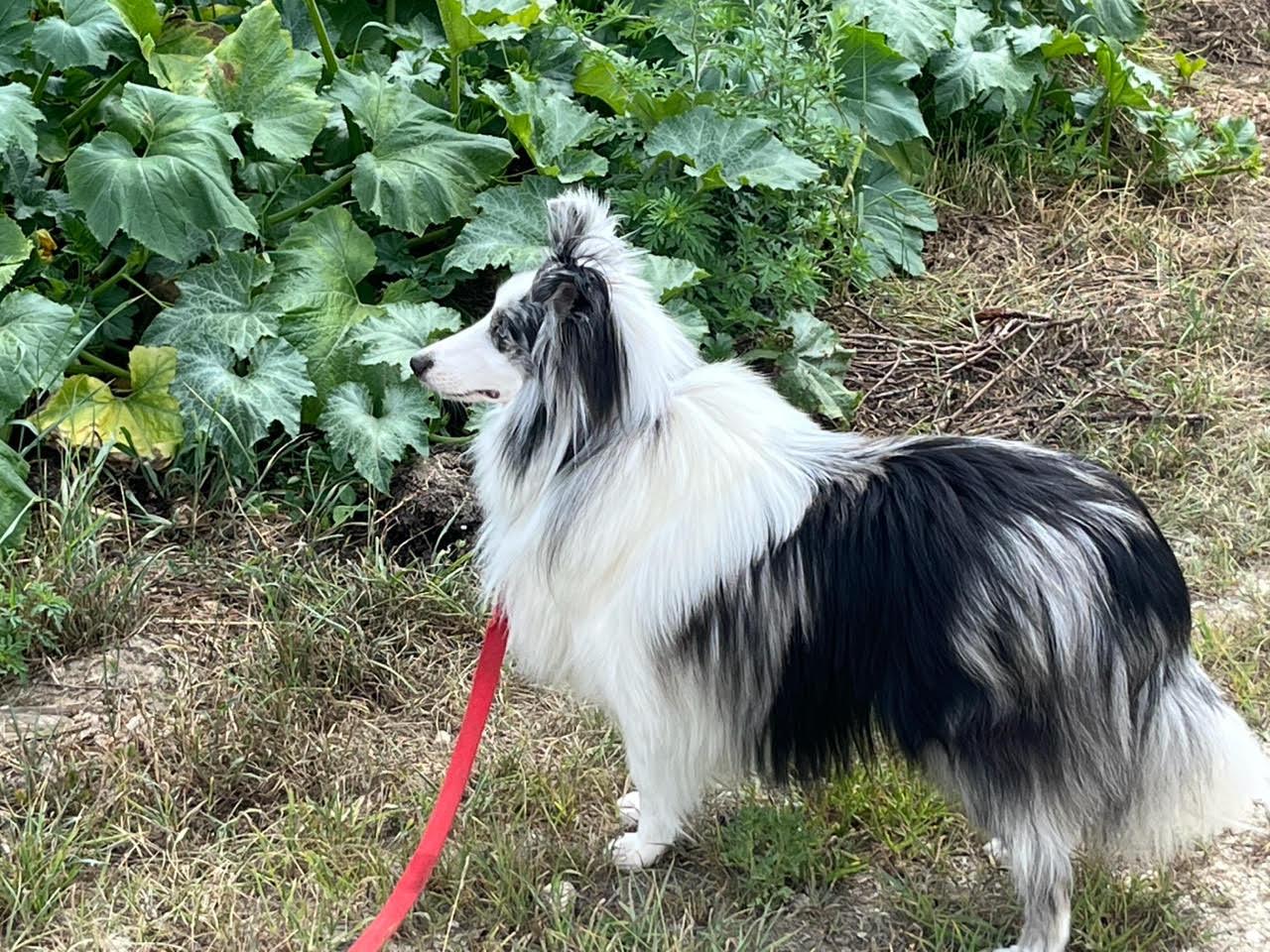 Enlarge Dash, a Adopted Shetland Sheepdog / Sheltie in Portland, ME image 3/4