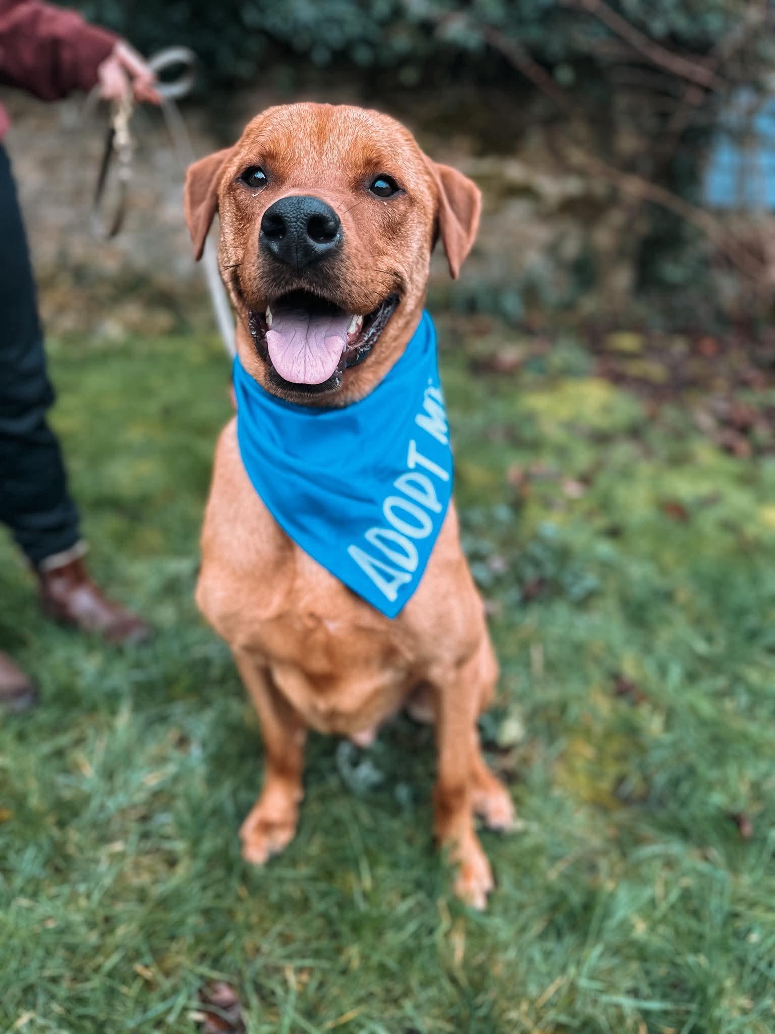 Enlarge Nicholas , a Adoptable mixed breed in Portland , OR image 4/4