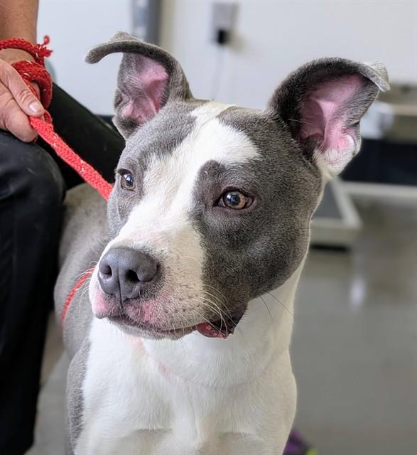 VINCENT VAN GO, Adoptable, Young Male Pit Bull Terrier & Mixed Breed.