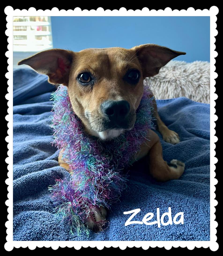 Dog for adoption Zelda, a Chihuahua Mix in Farmingdale, NY Petfinder