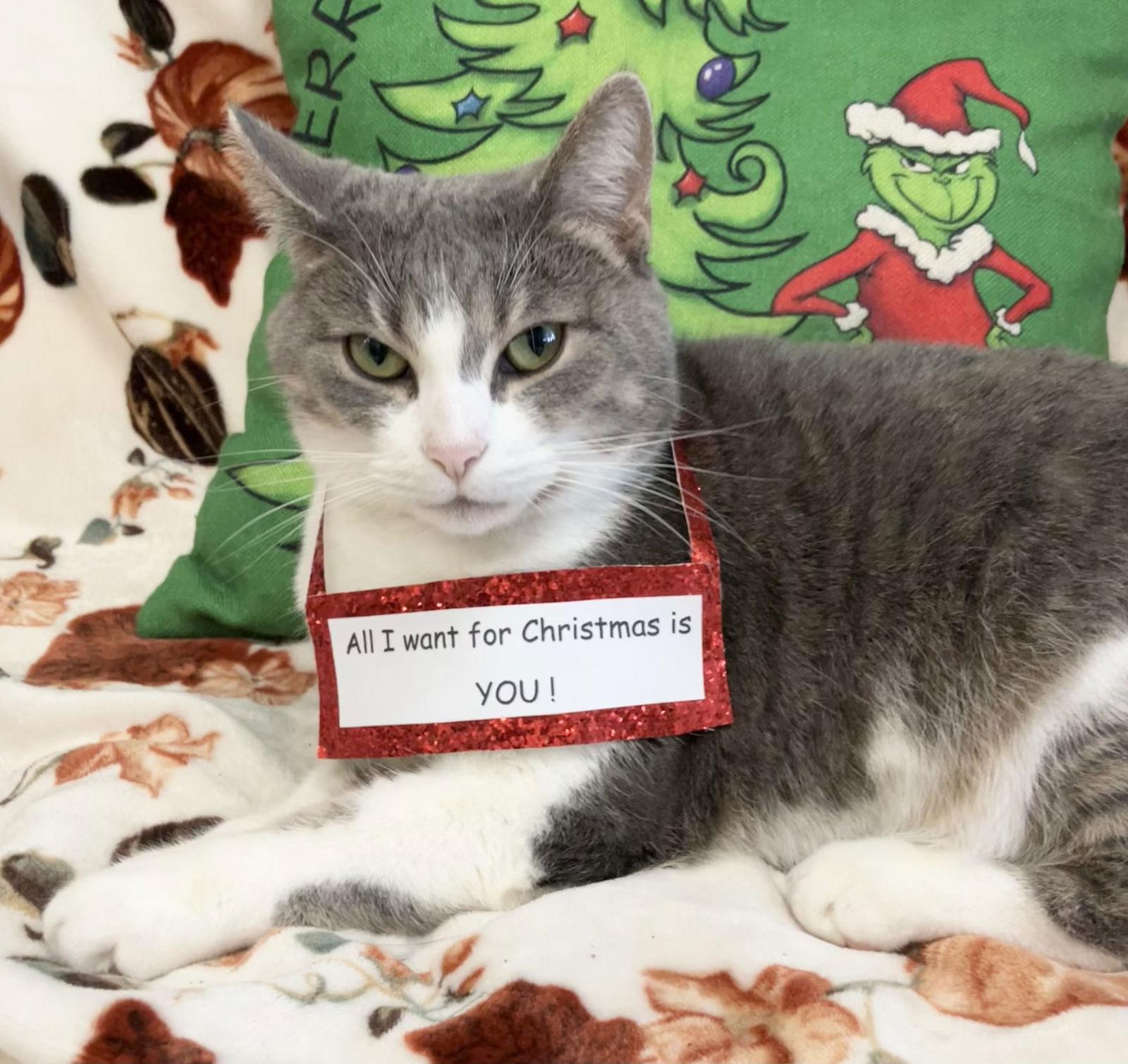 Spider Pumpkin thumbnail 3