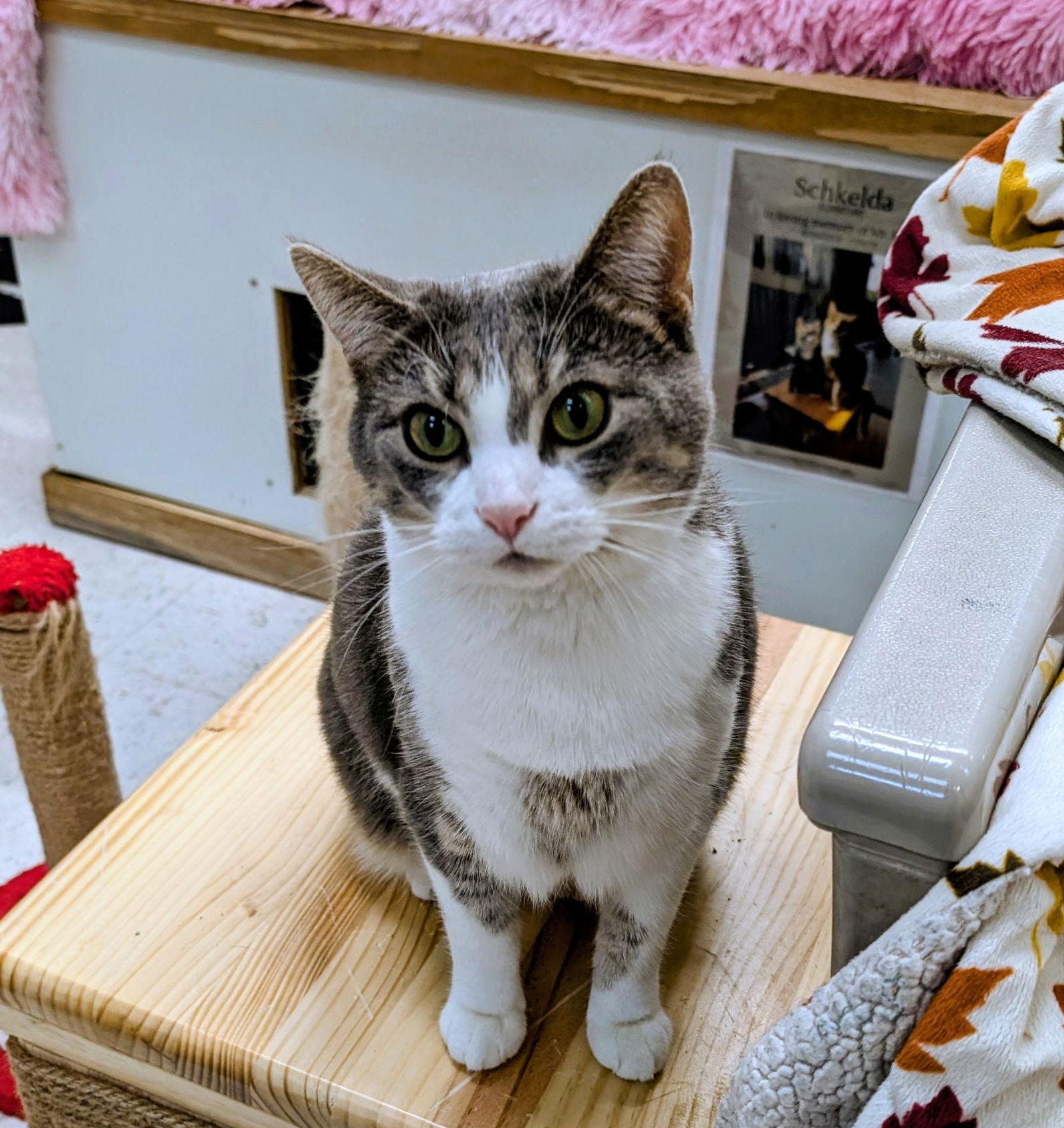 Spider Pumpkin thumbnail 4