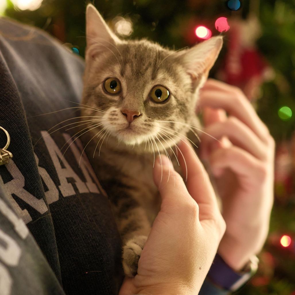 Enlarge Vienna (OMB), a Adoptable Domestic Short Hair in Charlotte, NC image 1/5