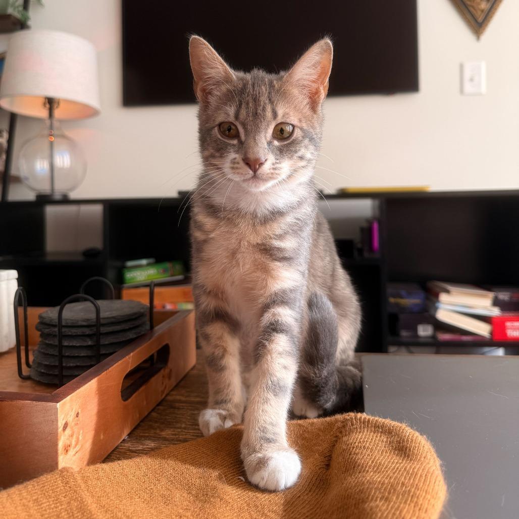 Vienna (OMB), Adoptable, Kitten Female Domestic Short Hair.