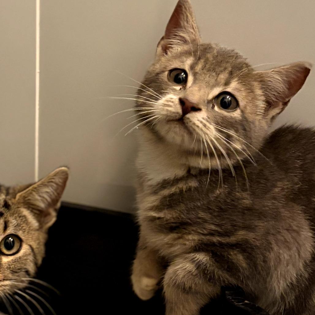 Enlarge Vienna (OMB), a Adoptable Domestic Short Hair in Charlotte, NC image 2/5