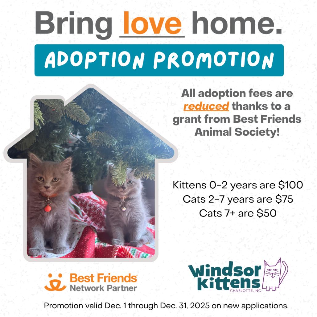 Enlarge Vienna (OMB), a Adoptable Domestic Short Hair in Charlotte, NC image 3/5