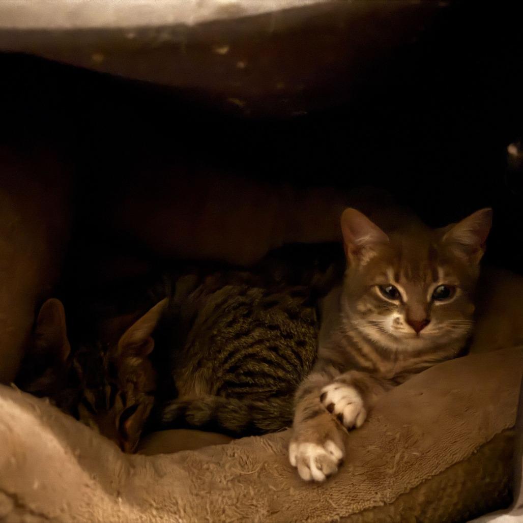 Enlarge Vienna (OMB), a Adoptable Domestic Short Hair in Charlotte, NC image 4/5