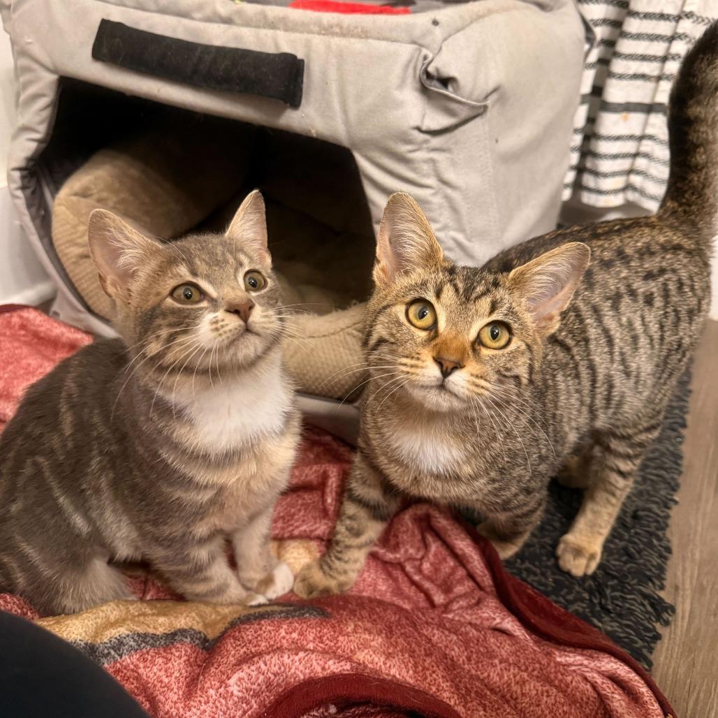 Enlarge Vienna (OMB), a Adoptable Domestic Short Hair in Charlotte, NC image 5/5