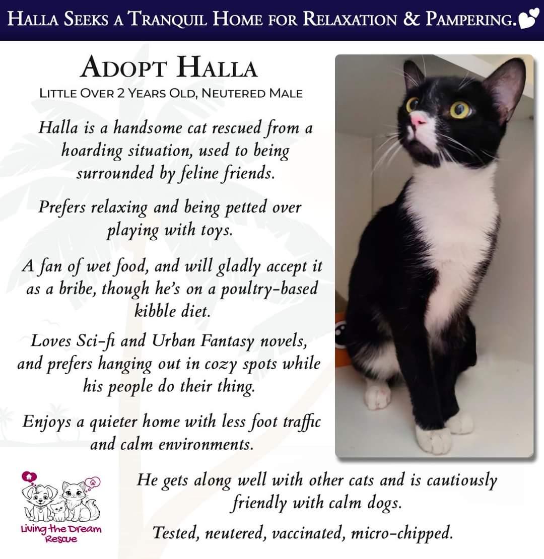 Enlarge Halla, a Adopted Domestic Short Hair in Phoenix, AZ image 3/3