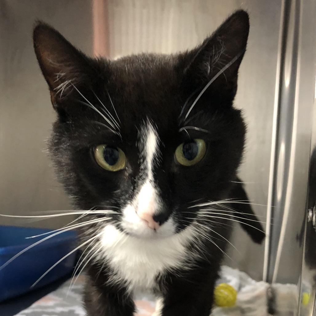 Bootsie, Adoptable, Young Male Domestic Short Hair.