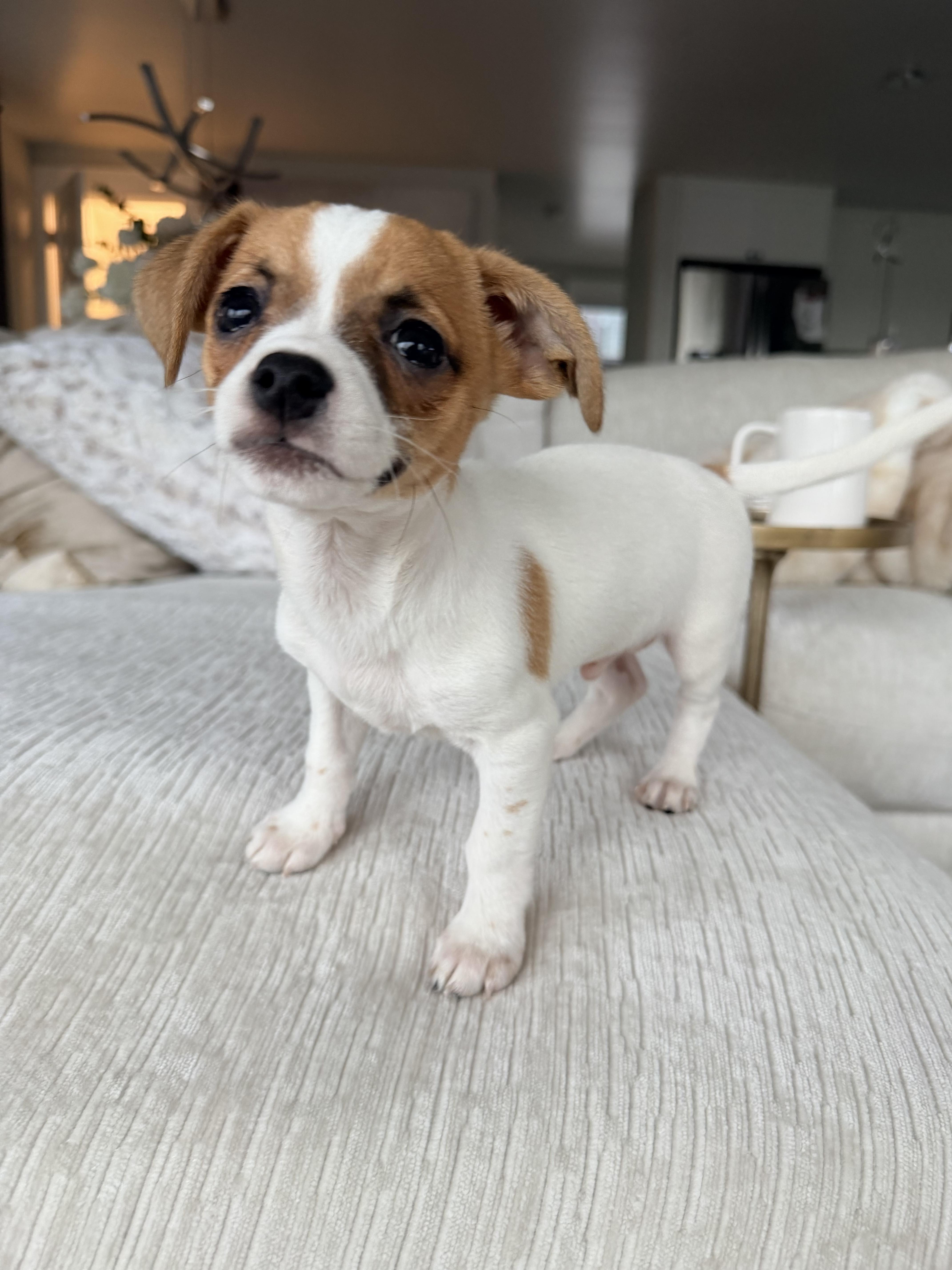 Enlarge Max, a ADOPTABLE mixed breed in Kirkland , WA image 2/5