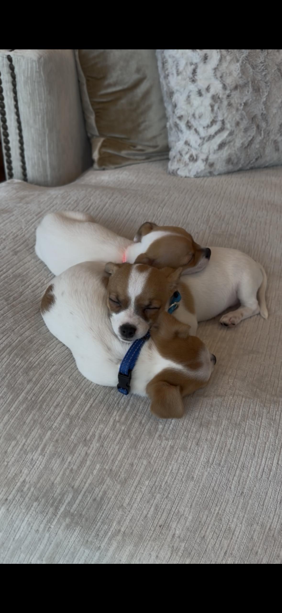 Enlarge Max, a ADOPTABLE mixed breed in Kirkland , WA image 5/5