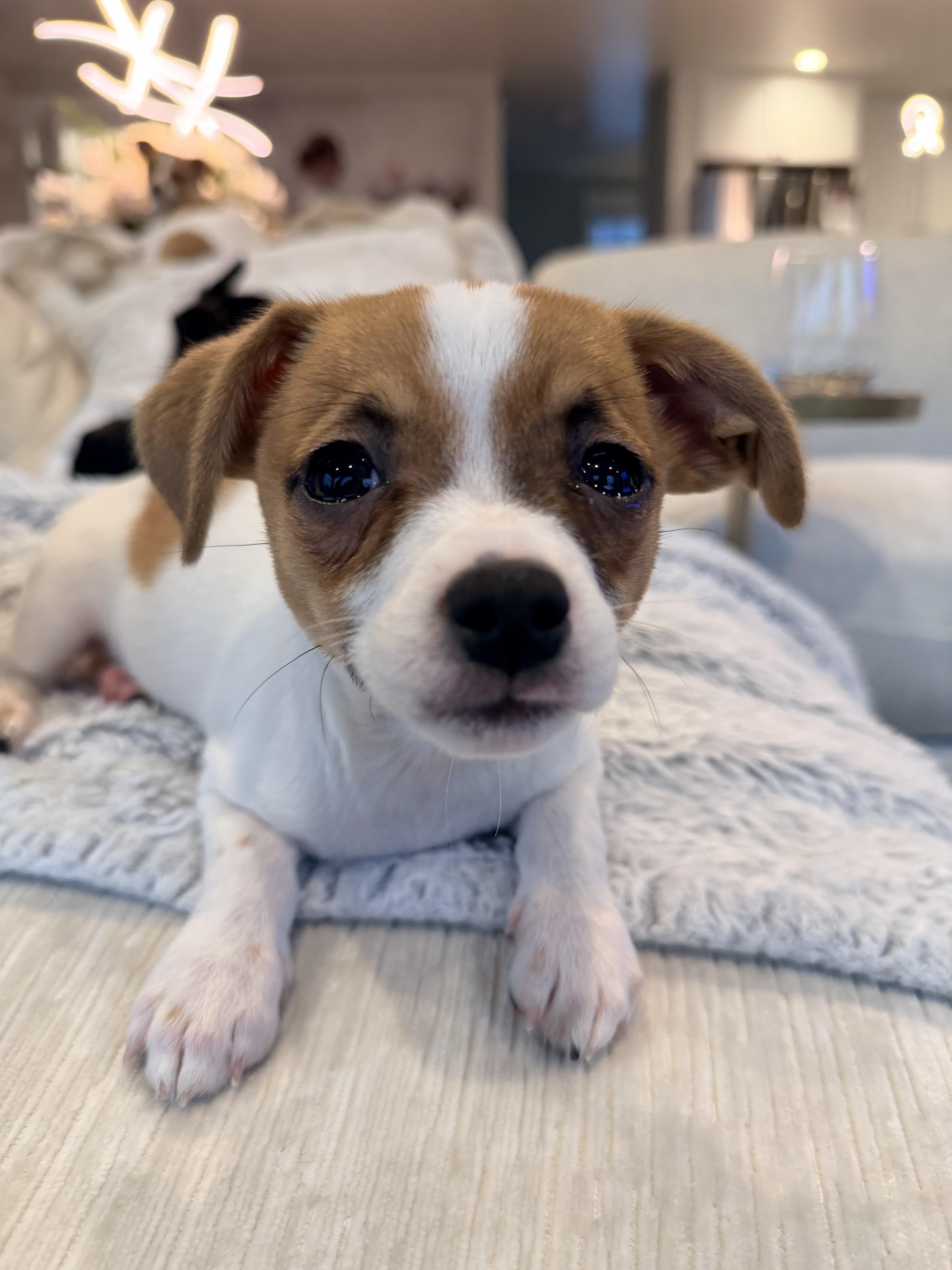 Enlarge Max, a ADOPTABLE mixed breed in Kirkland , WA image 4/5