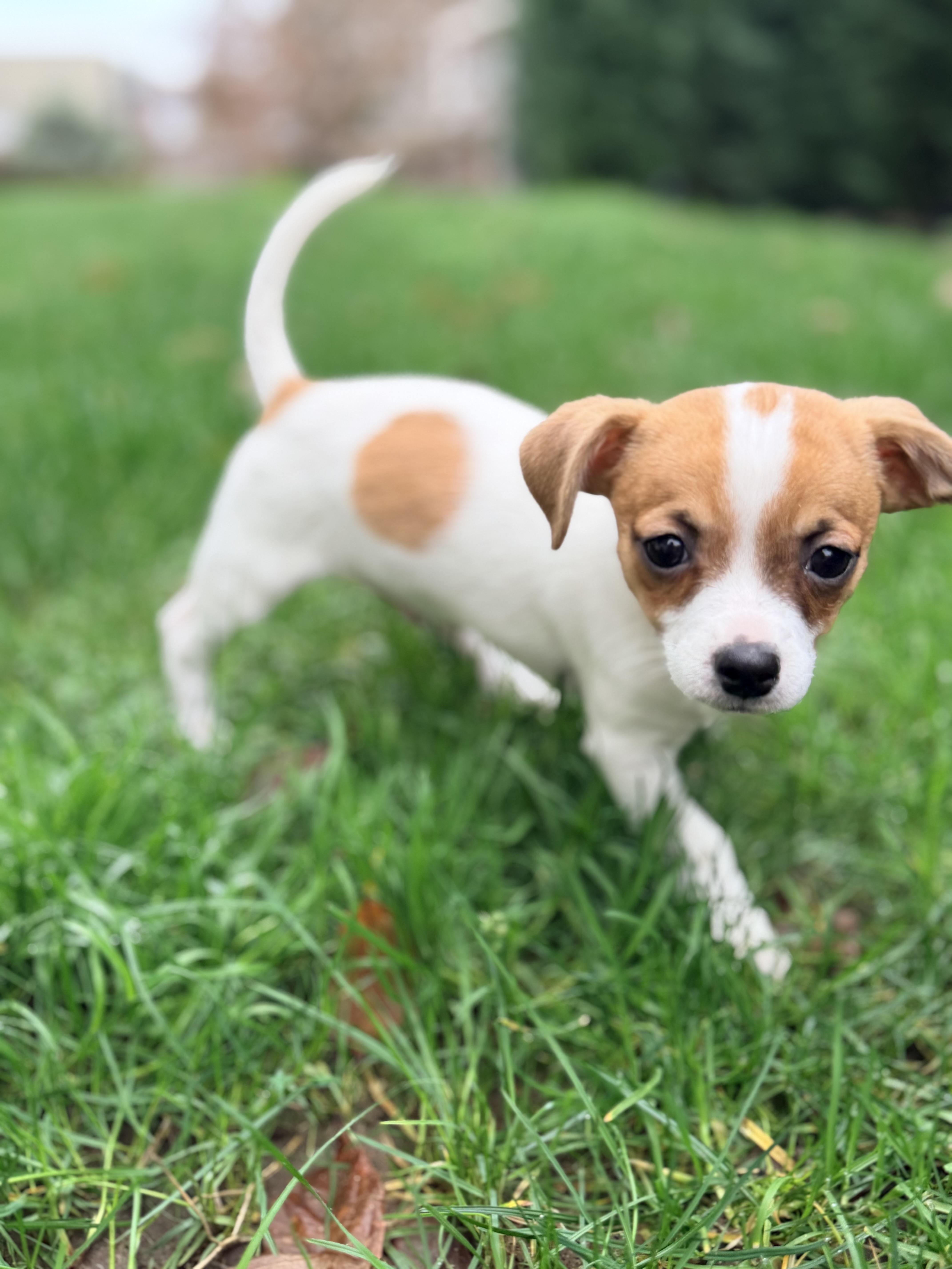 Enlarge Max, a ADOPTABLE mixed breed in Kirkland , WA image 3/5