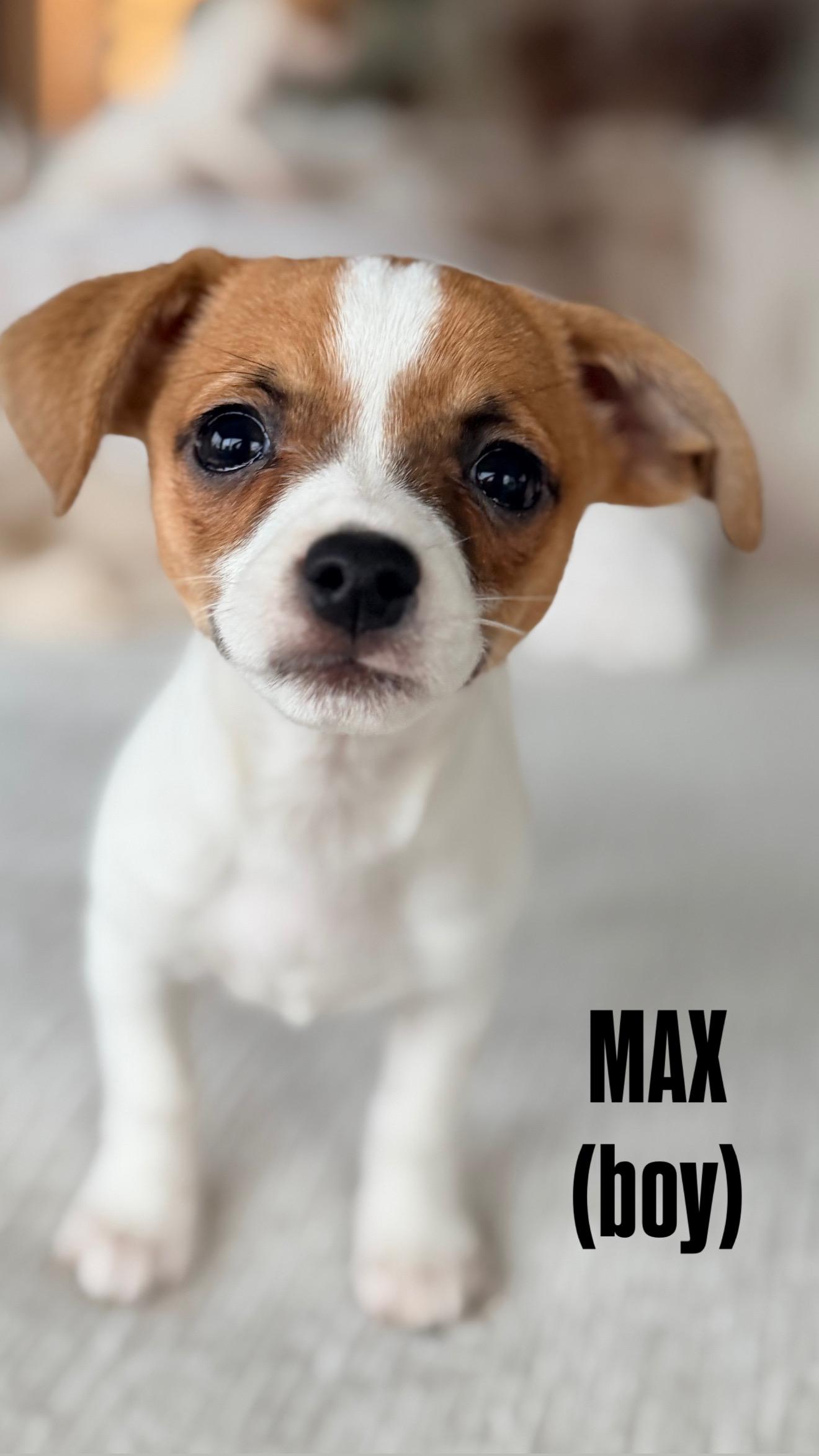 Max, ADOPTABLE, Puppy Male Chihuahua & Pug.