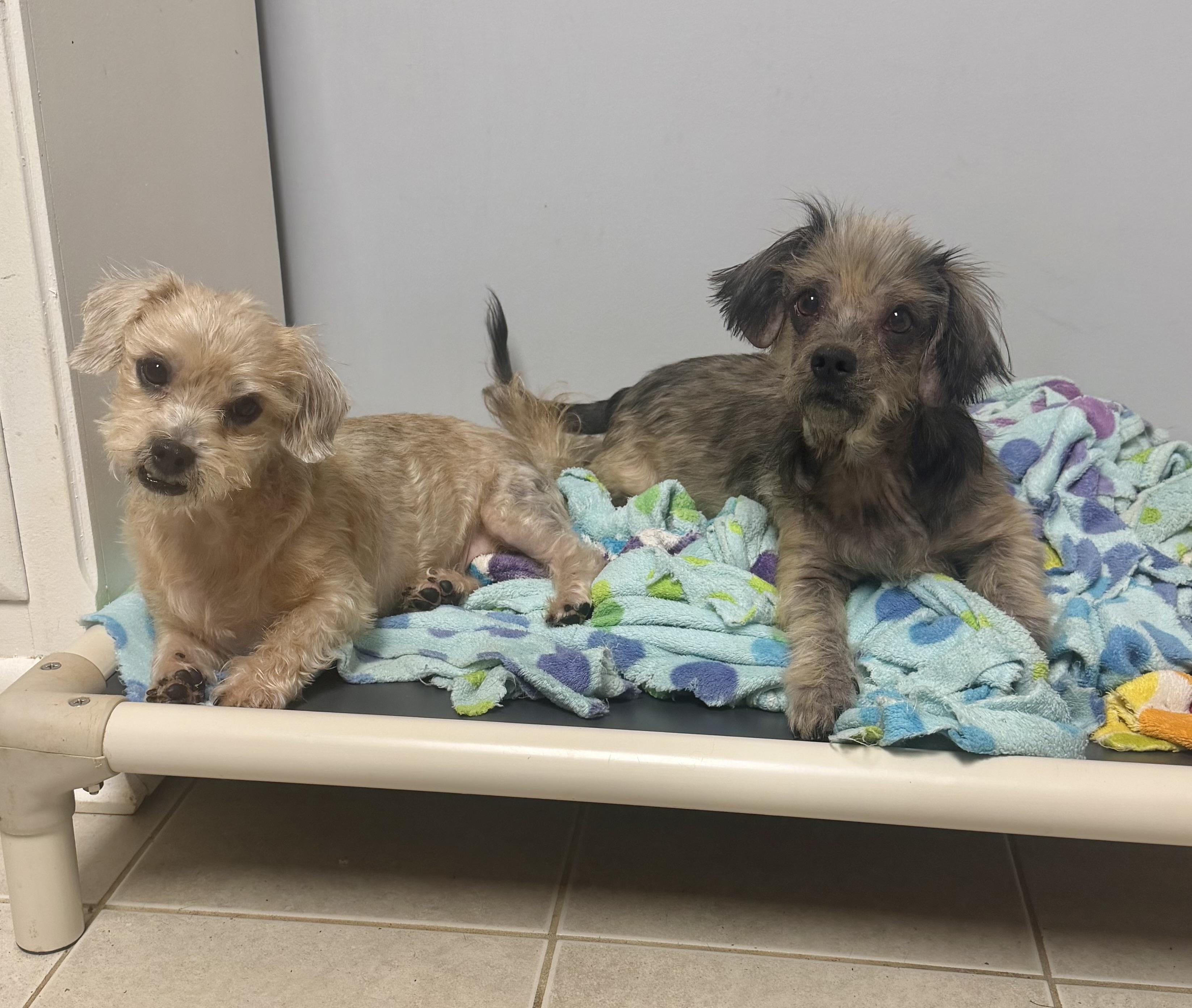Enlarge Dixie & Lilly (Bonded Pair), a Adoptable mixed breed in Kings Mountain, NC image 1/6