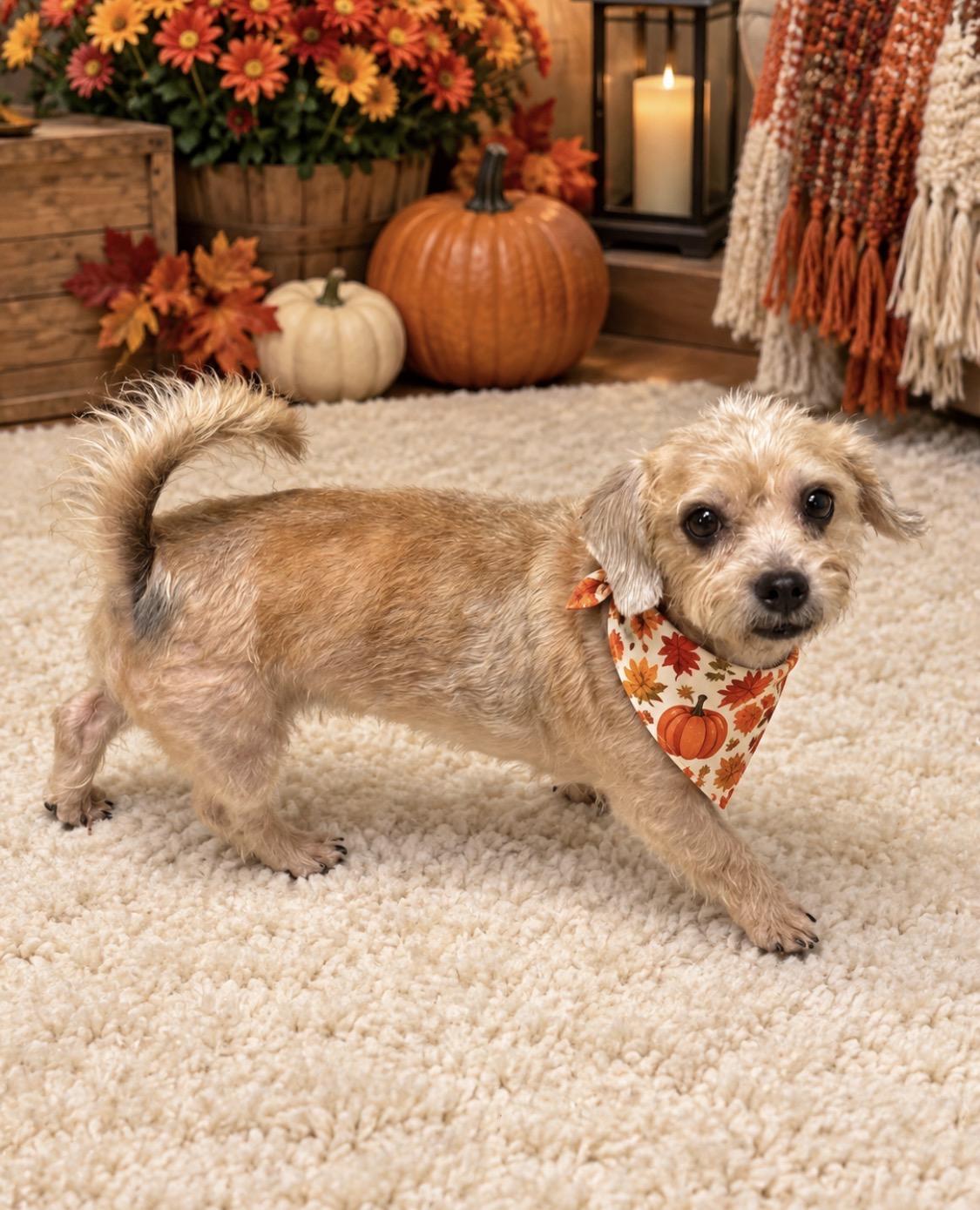 Enlarge Dixie & Lilly (Bonded Pair), a Adoptable mixed breed in Kings Mountain, NC image 3/6