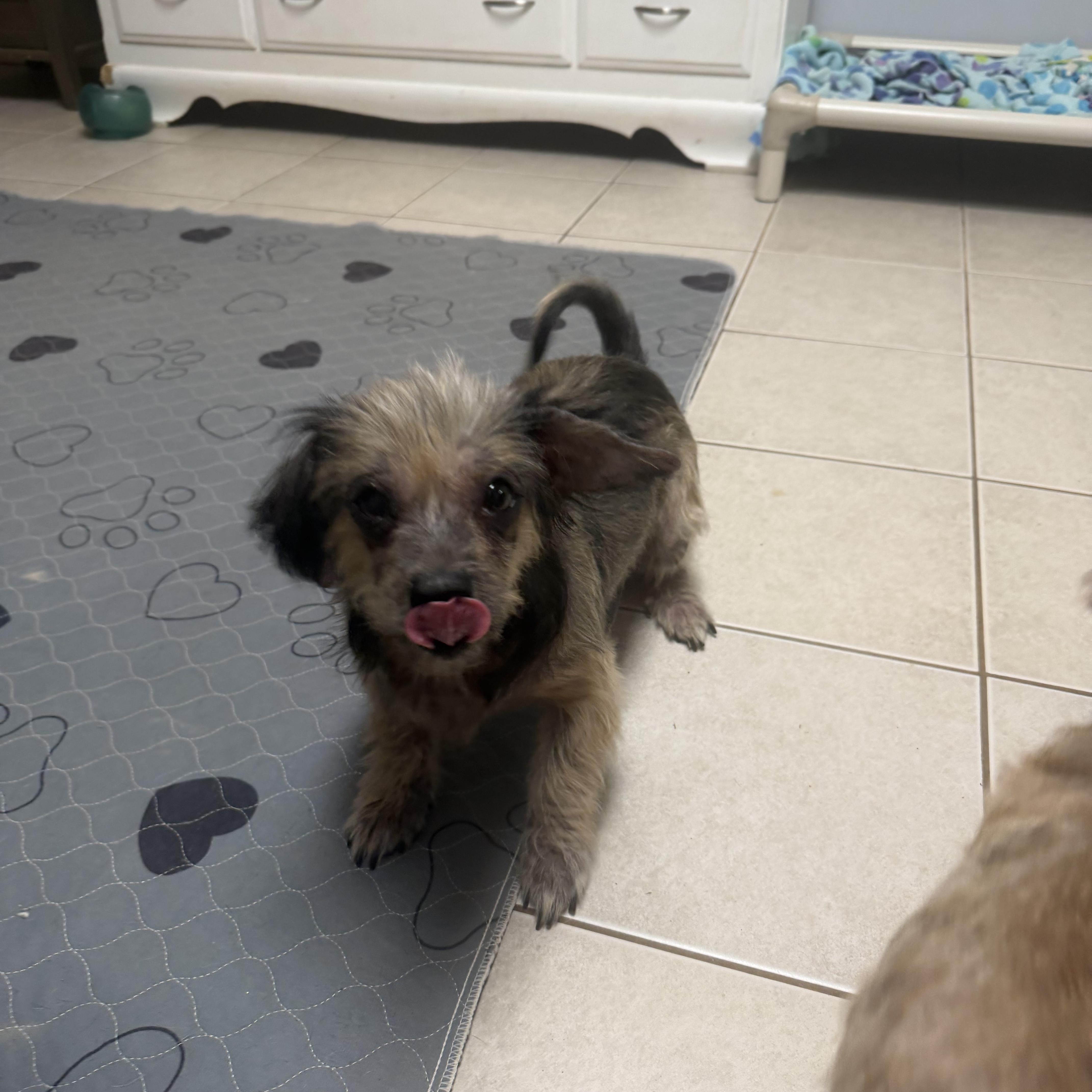 Enlarge Dixie & Lilly (Bonded Pair), a Adoptable mixed breed in Kings Mountain, NC image 4/6