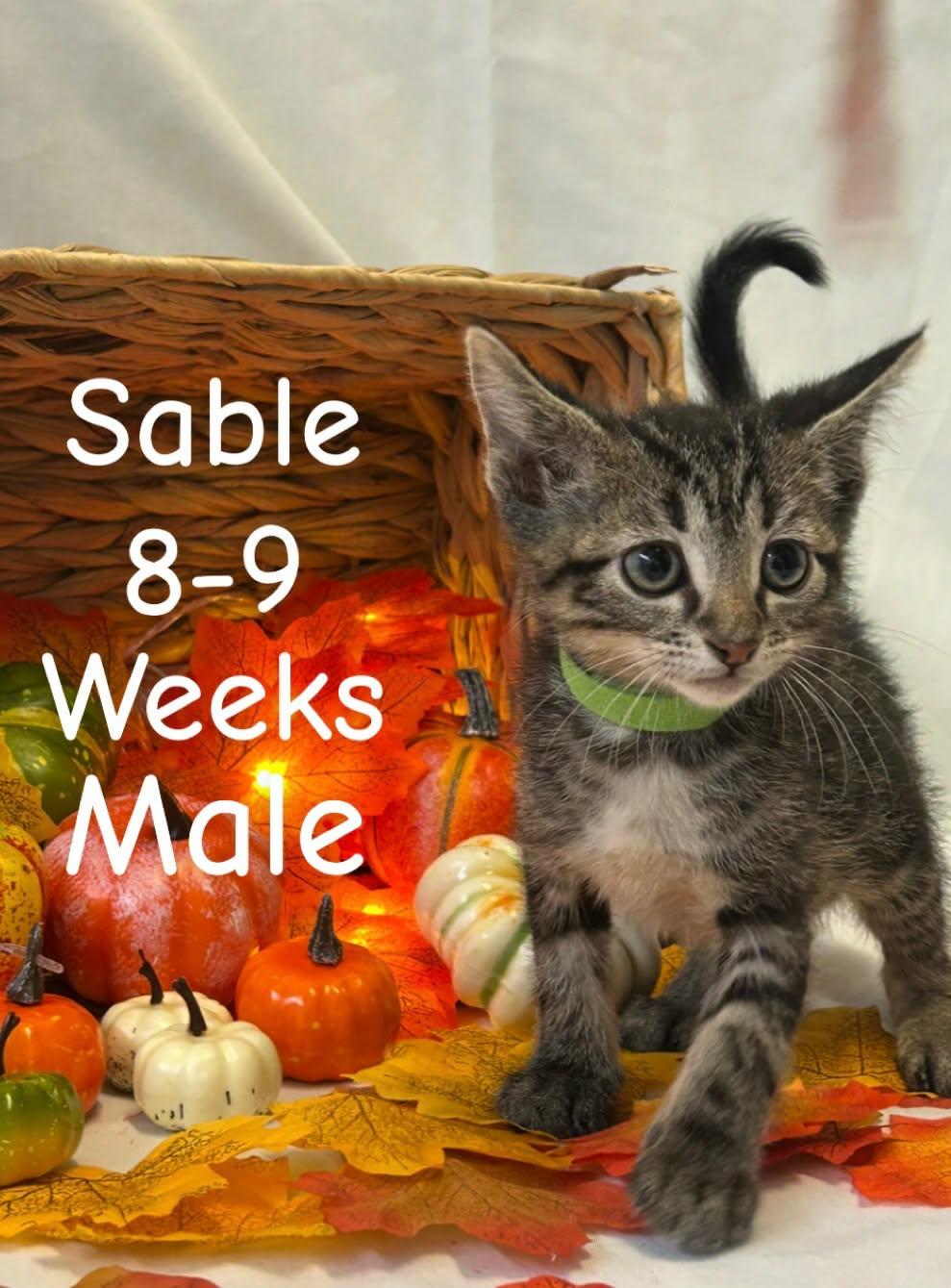 Sable, Adoptable, Kitten Male Domestic Short Hair.