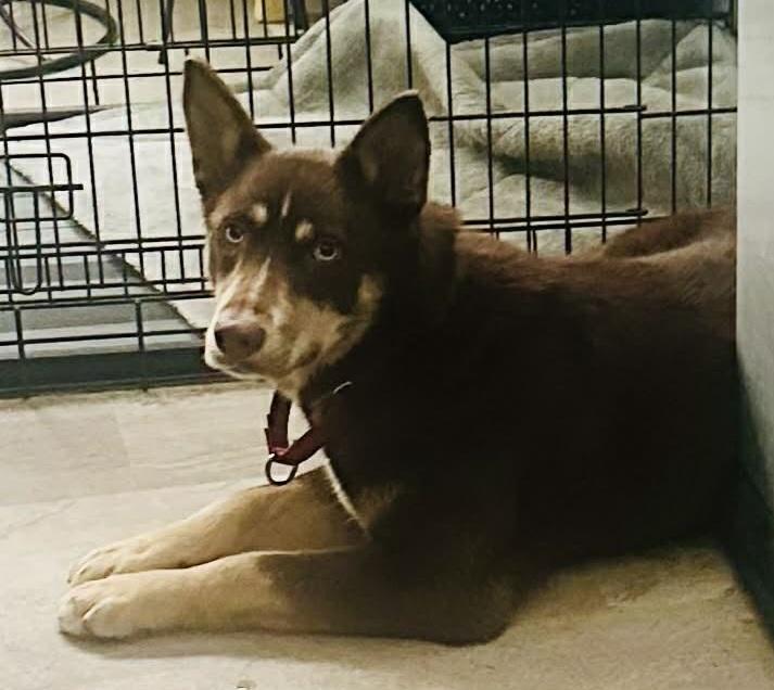 Belly, a ADOPTABLE mixed breed in Grand Rapids, MI image 3/4