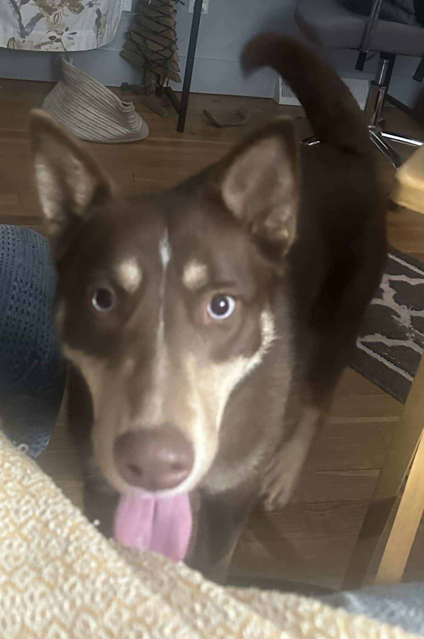 Belly, a ADOPTABLE mixed breed in Grand Rapids, MI image 2/4