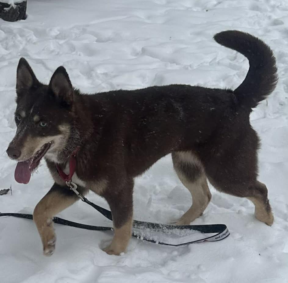 Belly, a ADOPTABLE mixed breed in Grand Rapids, MI image 4/4