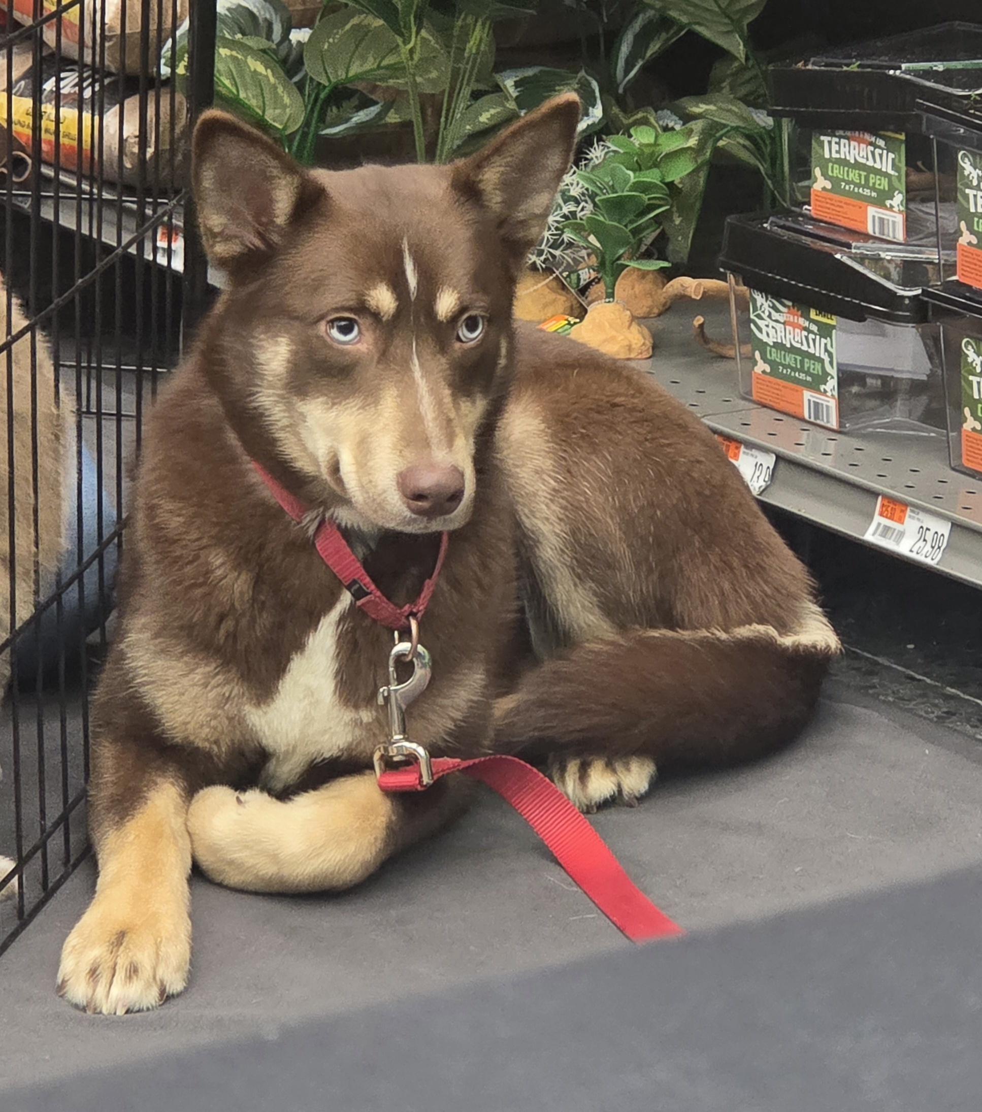 Belly, ADOPTABLE, Young Female Husky.