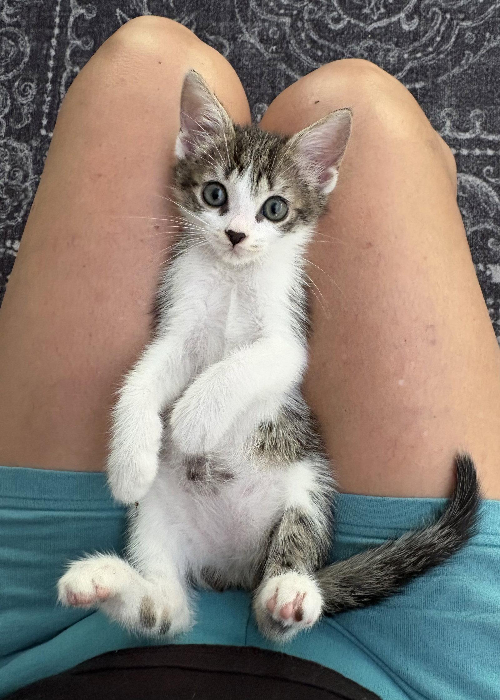 Livy Lu, Adopted, Kitten Female Tabby.