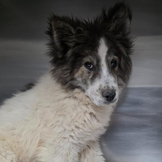 Buzz, Adoptable, Puppy Male Husky.