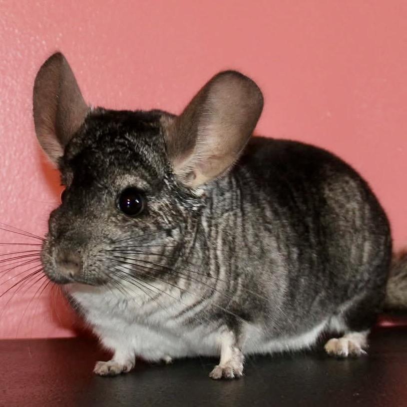 Enlarge Jerry (Chinchilla), a Adoptable Chinchilla in Winston-Salem, NC image 1/1