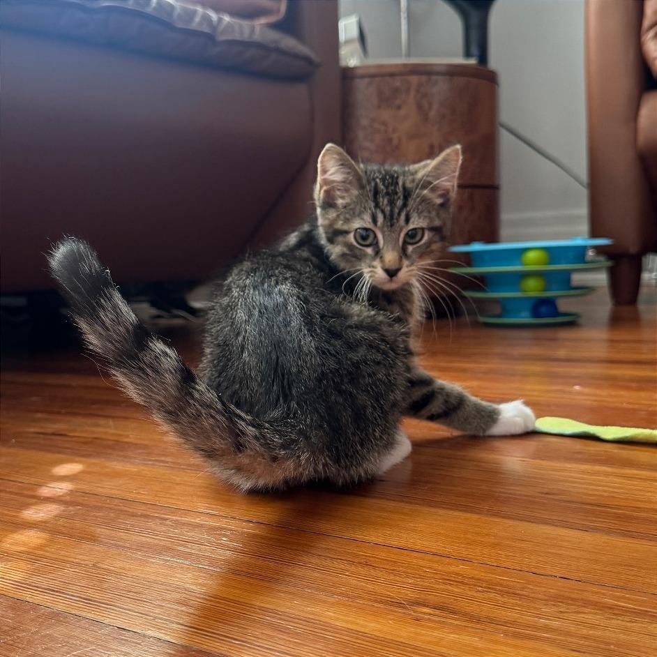 Enlarge Diet Coke, a Adoptable Domestic Short Hair in Gibsonia, PA image 1/6