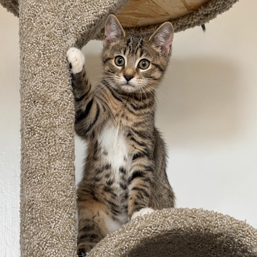 Enlarge Diet Coke, a Adoptable Domestic Short Hair in Gibsonia, PA image 2/6