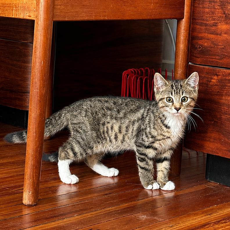 Enlarge Diet Coke, a Adoptable Domestic Short Hair in Gibsonia, PA image 3/6
