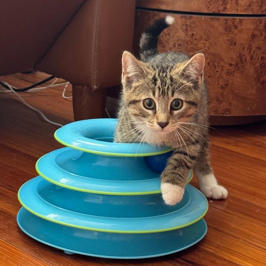 Enlarge Diet Coke, a Adoptable Domestic Short Hair in Gibsonia, PA image 4/6