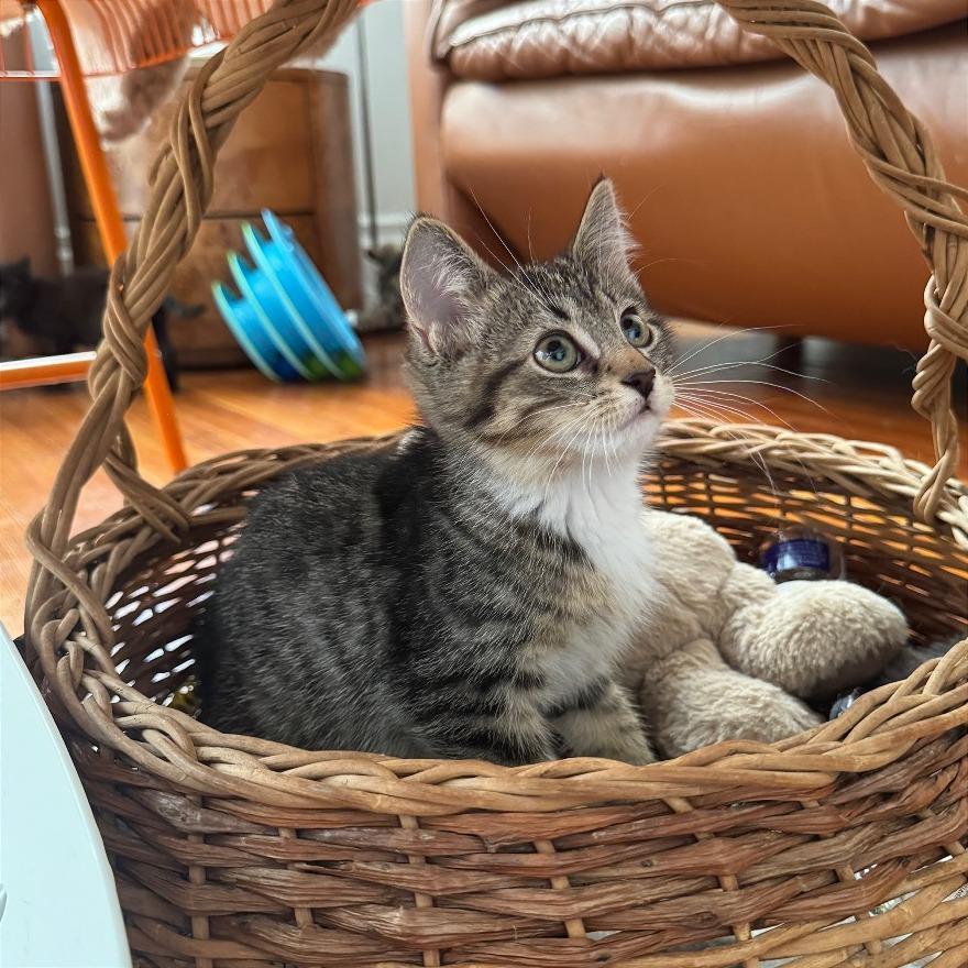 Enlarge Diet Coke, a Adoptable Domestic Short Hair in Gibsonia, PA image 5/6