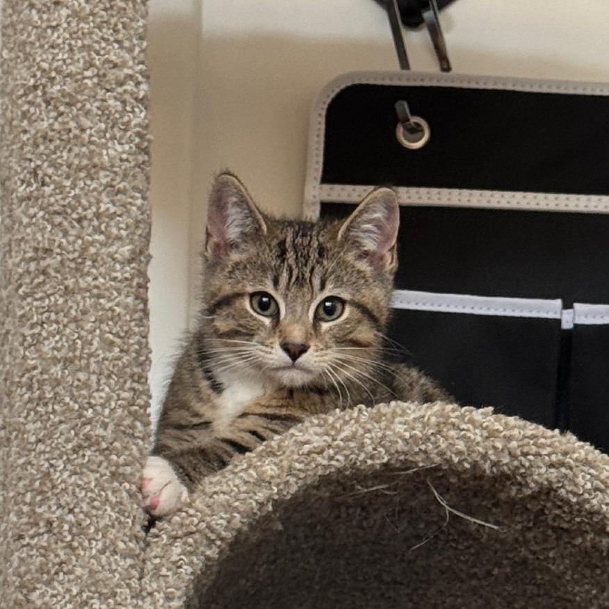 Enlarge Diet Coke, a Adoptable Domestic Short Hair in Gibsonia, PA image 6/6
