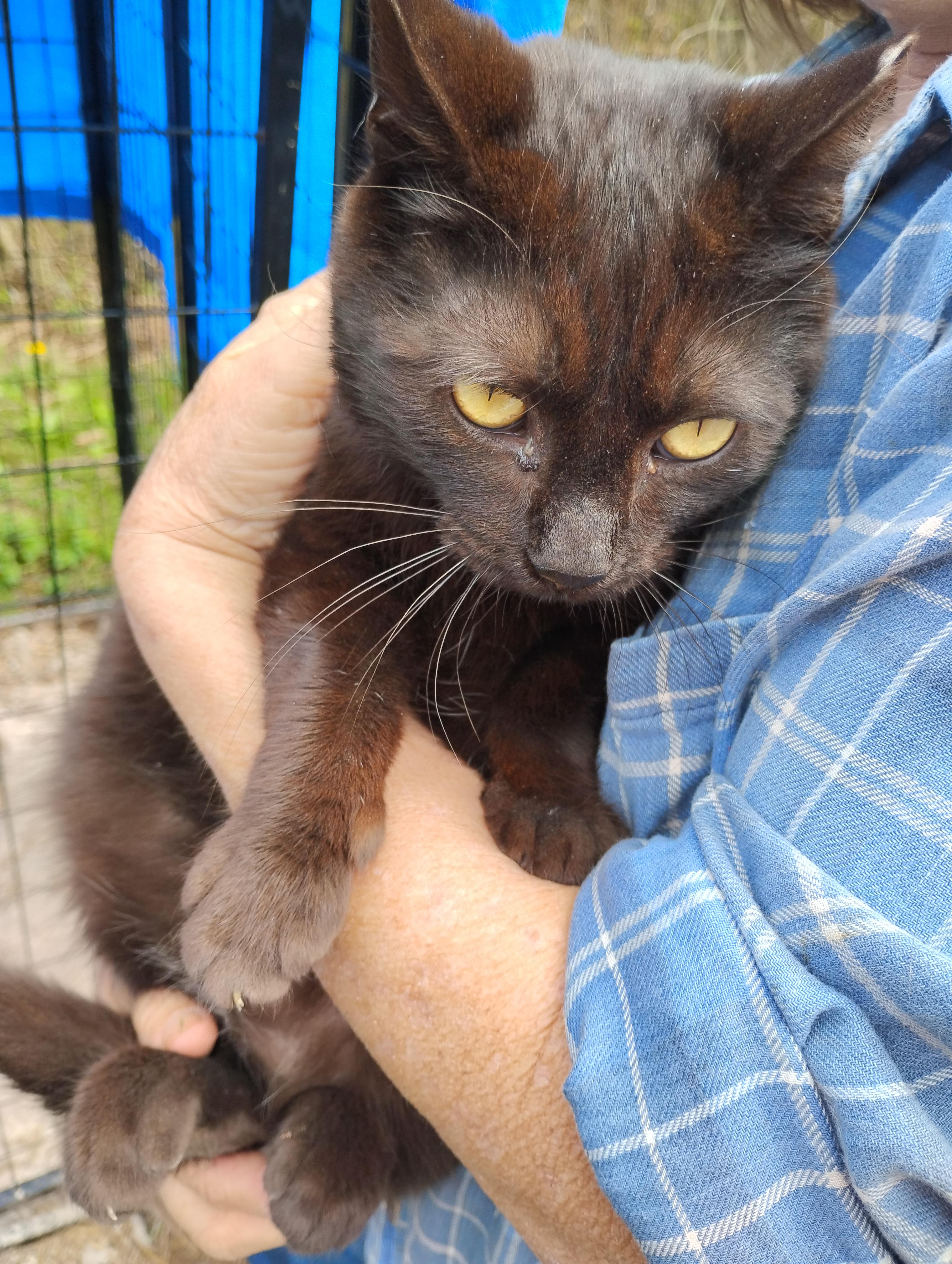 Enlarge Cage 3 Cat 2, a ADOPTABLE Domestic Short Hair in Glenville, WV image 1/1