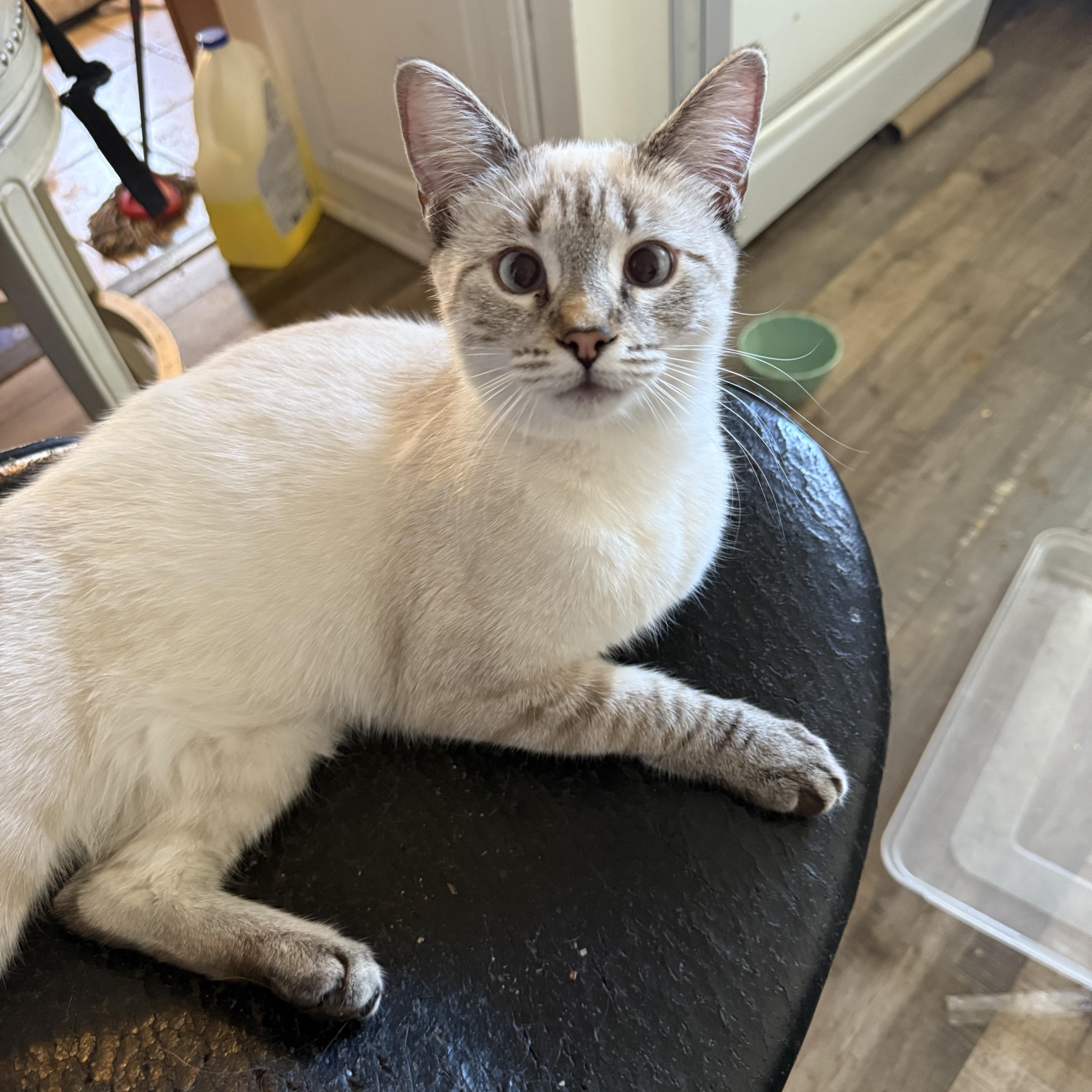 Enlarge Rainey, a ADOPTABLE Domestic Short Hair in kingman, AZ image 1/1