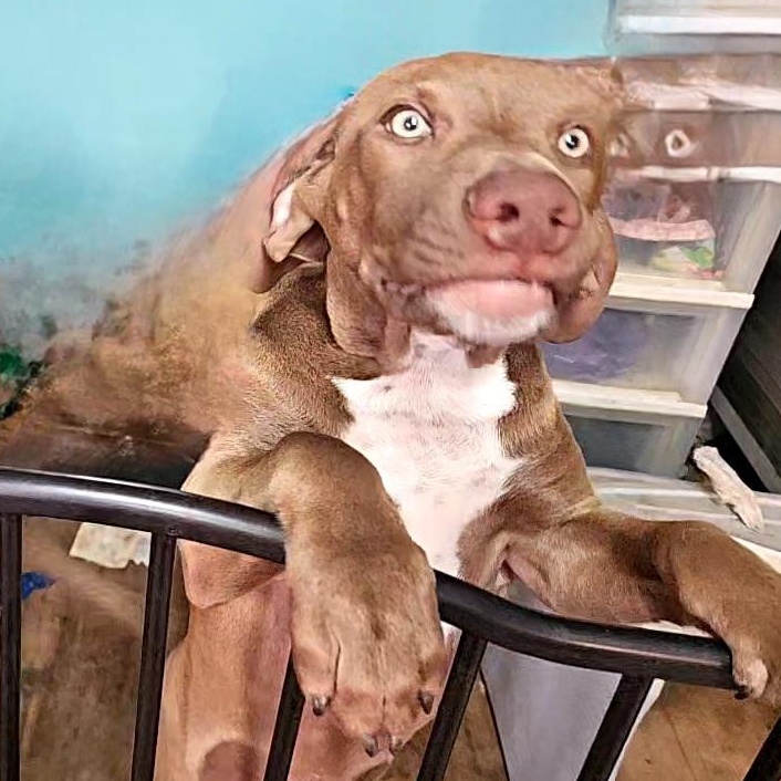 Thing 2, a Adoptable mixed breed in phenix city, AL image 1/2