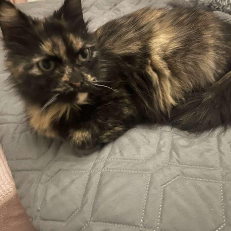 Enlarge Althea, a Adoptable Domestic Short Hair in Ashland, VA image 1/4