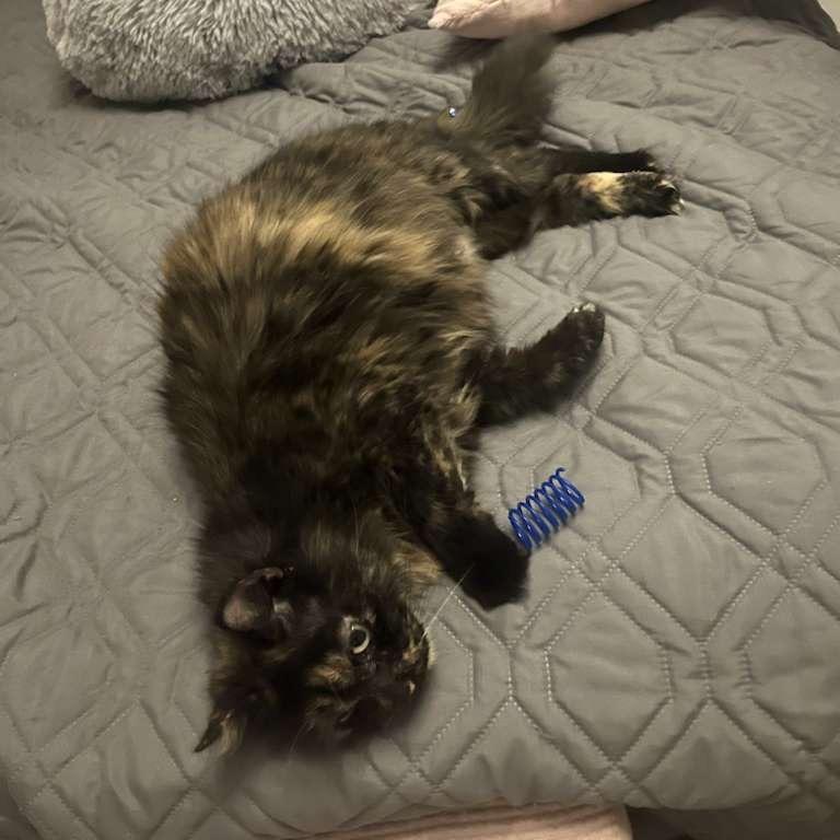 Enlarge Althea, a Adoptable Domestic Short Hair in Ashland, VA image 2/4