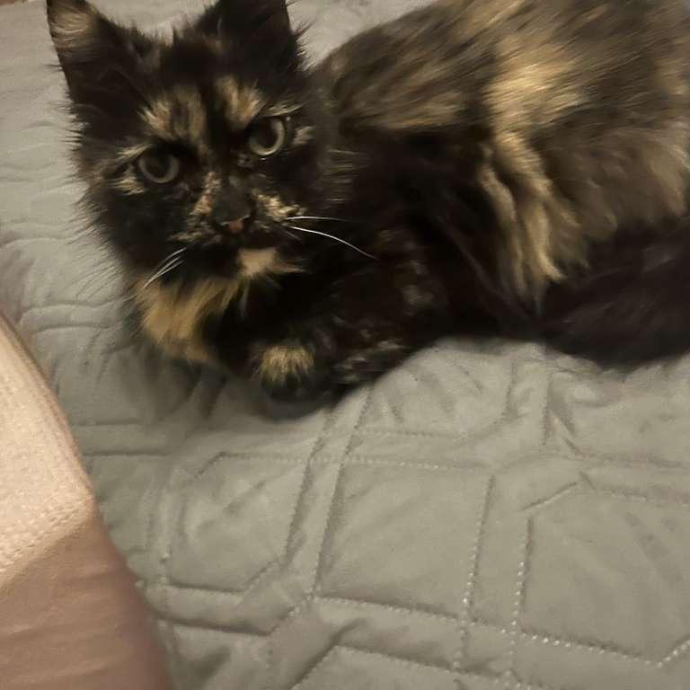 Enlarge Althea, a Adoptable Domestic Short Hair in Ashland, VA image 3/4