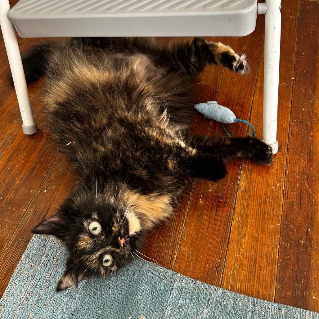 Enlarge Althea, a Adoptable Domestic Short Hair in Ashland, VA image 4/4