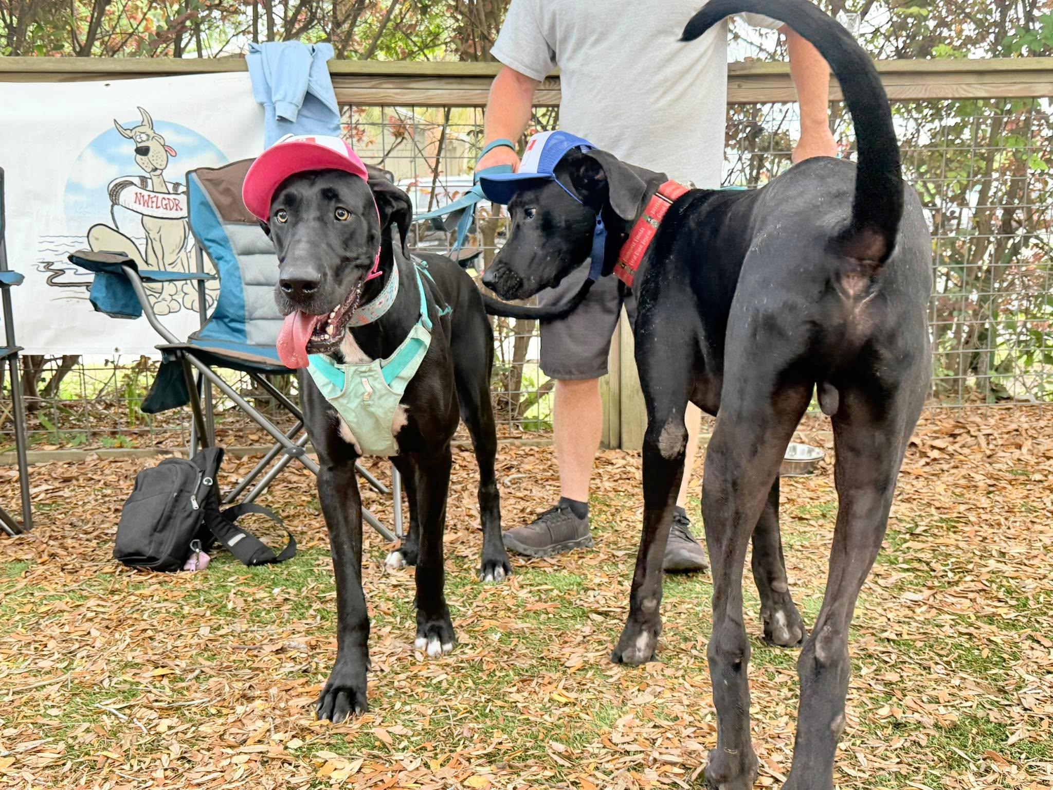 Enlarge Lilly, a ADOPTABLE Great Dane in Pensacola, FL image 2/6