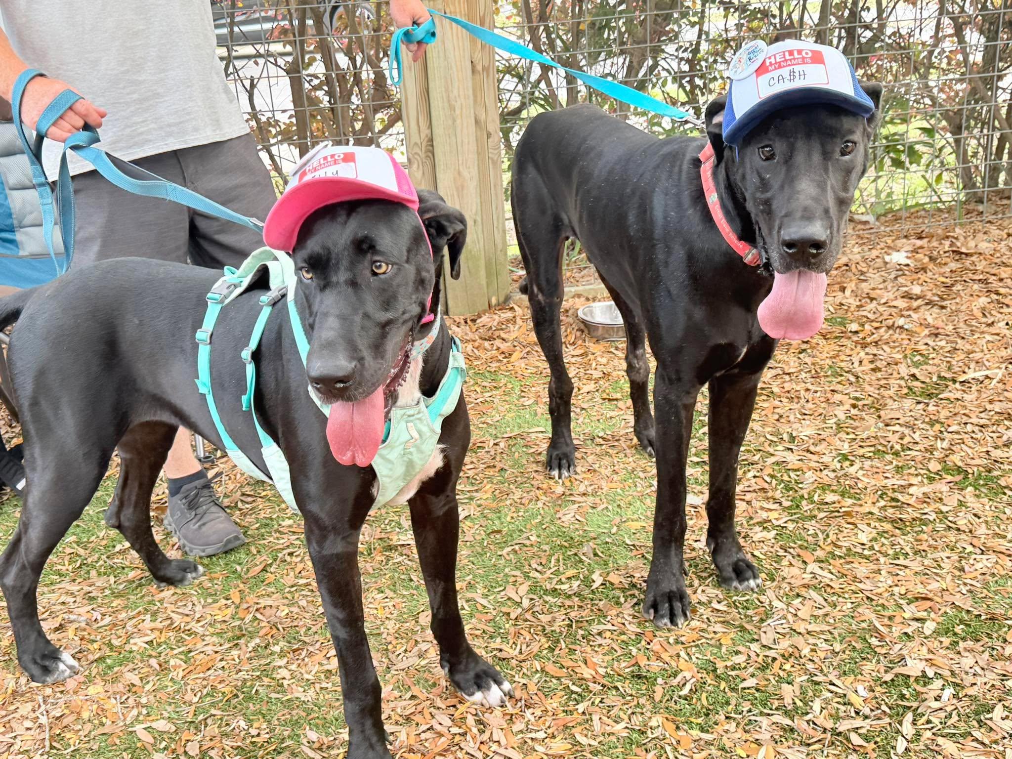Enlarge Lilly, a ADOPTABLE Great Dane in Pensacola, FL image 6/6