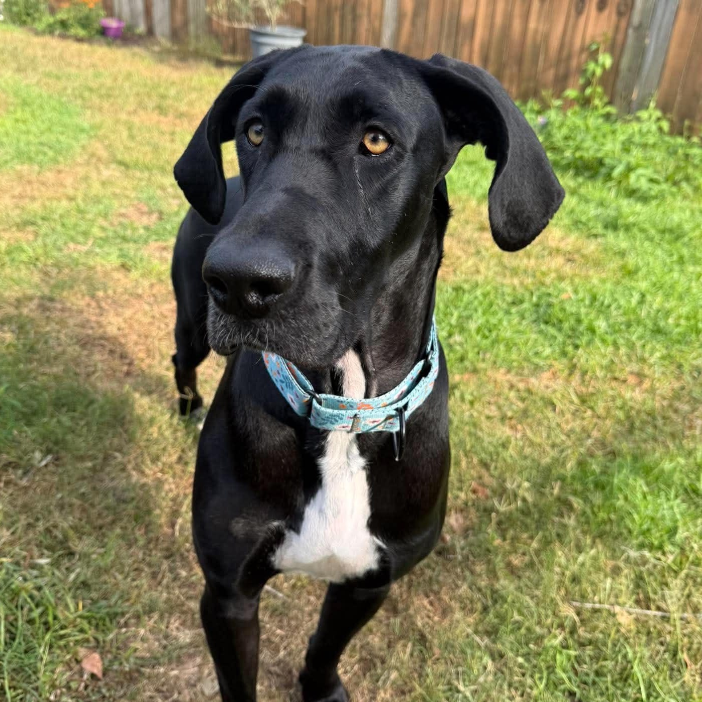 Lilly, ADOPTABLE, Adult Female Great Dane.